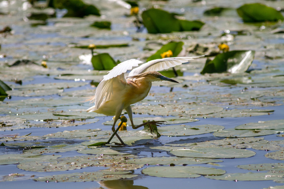 Sgarza Squacco Heron
