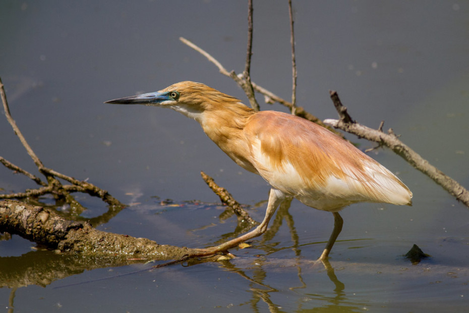 Sgarza Squacco Heron