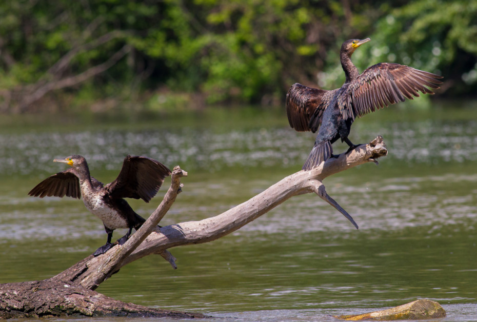 Cormorants