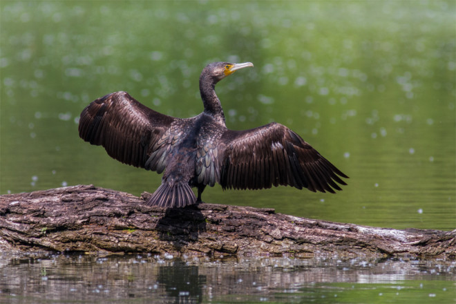 Cormorant