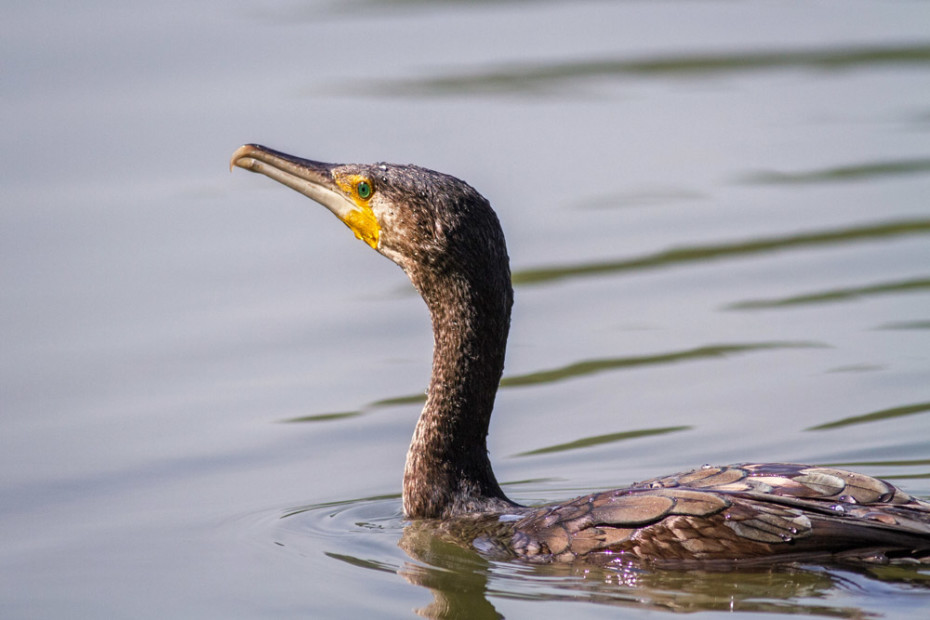 Cormorant