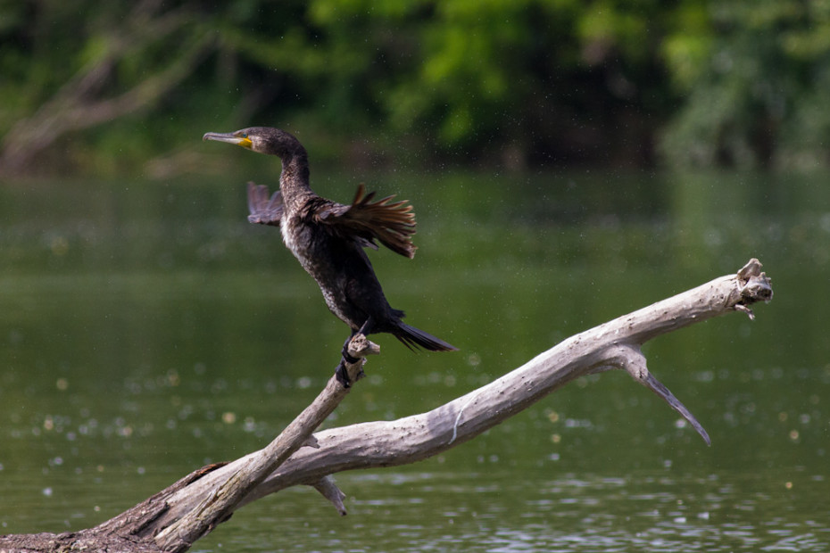 Cormorant