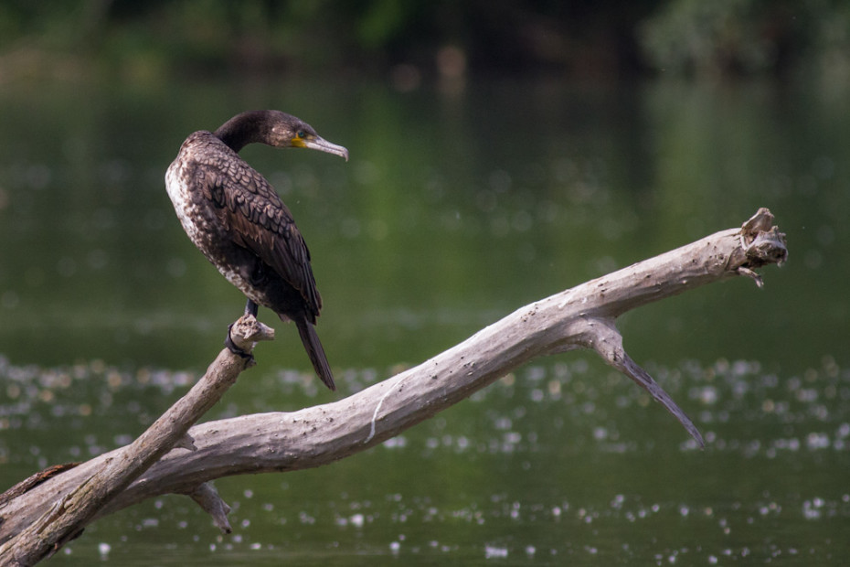 Cormorant