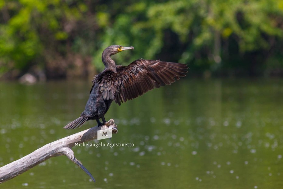 Cormorant