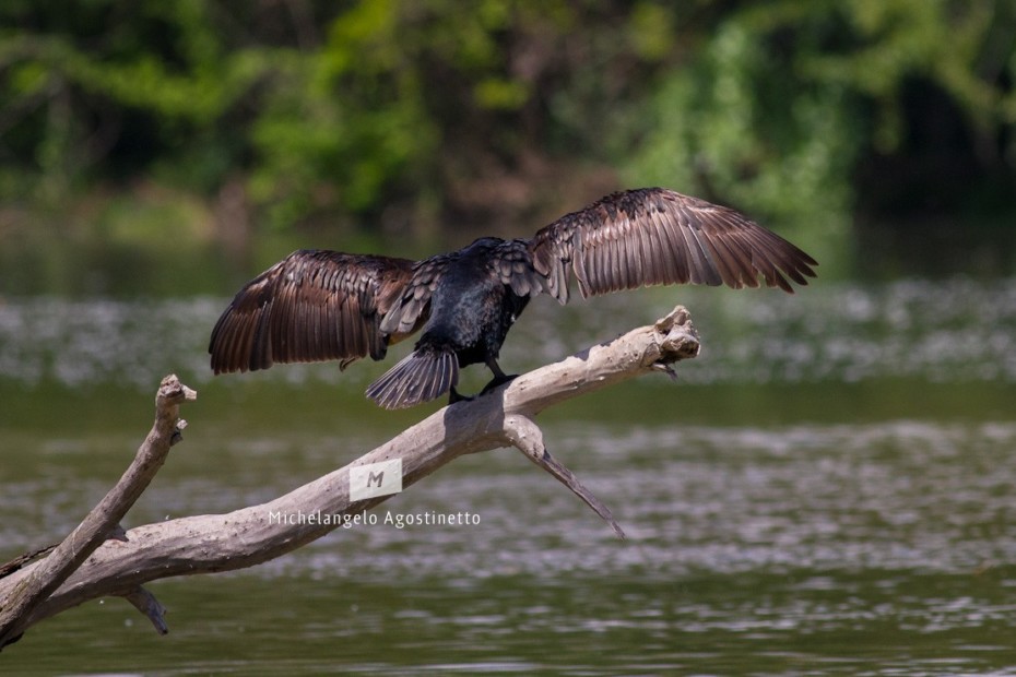 Cormorant