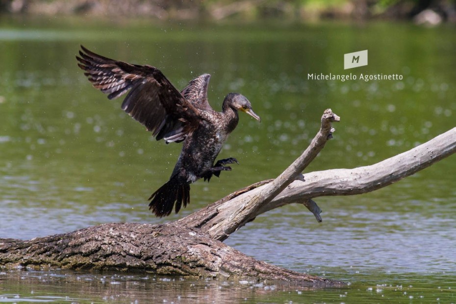 Cormorant