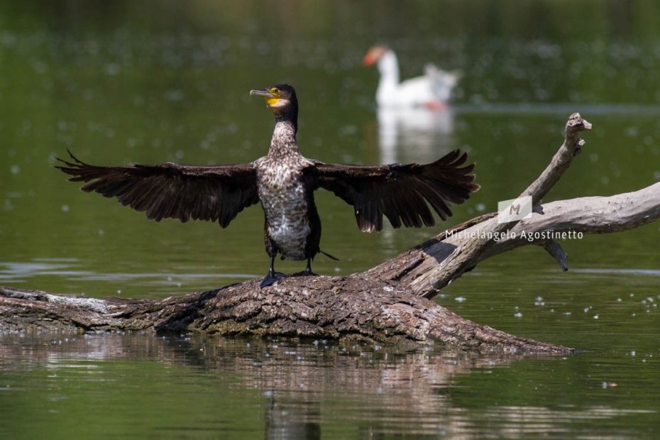 Cormorant