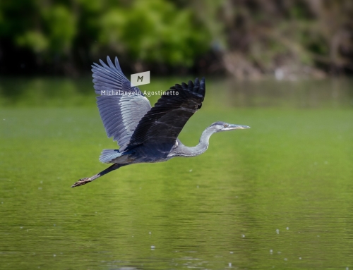 Adige Birds