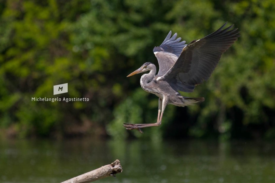 heron