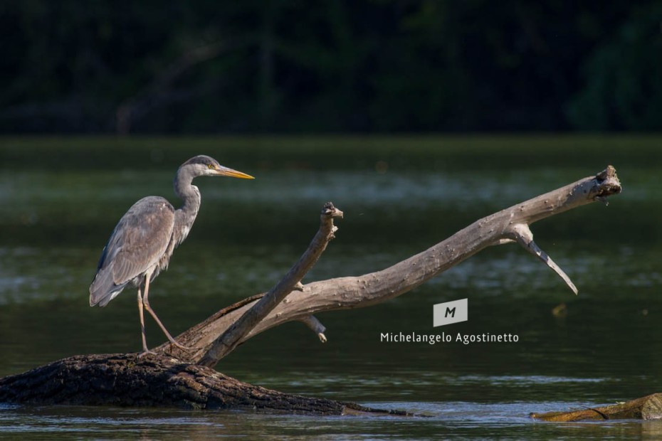 heron