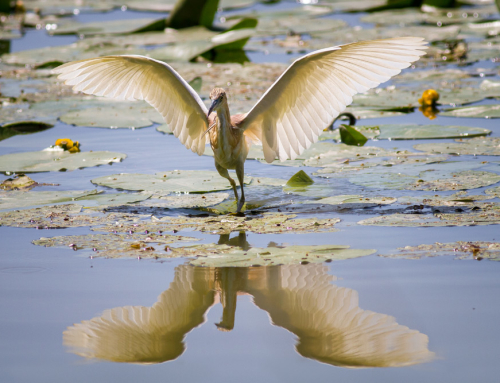 Squacco Heron / Sgarza