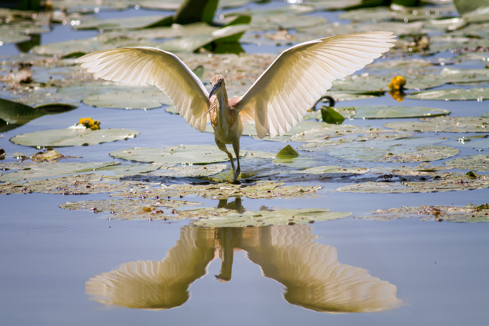 Sgarza Squacco Heron