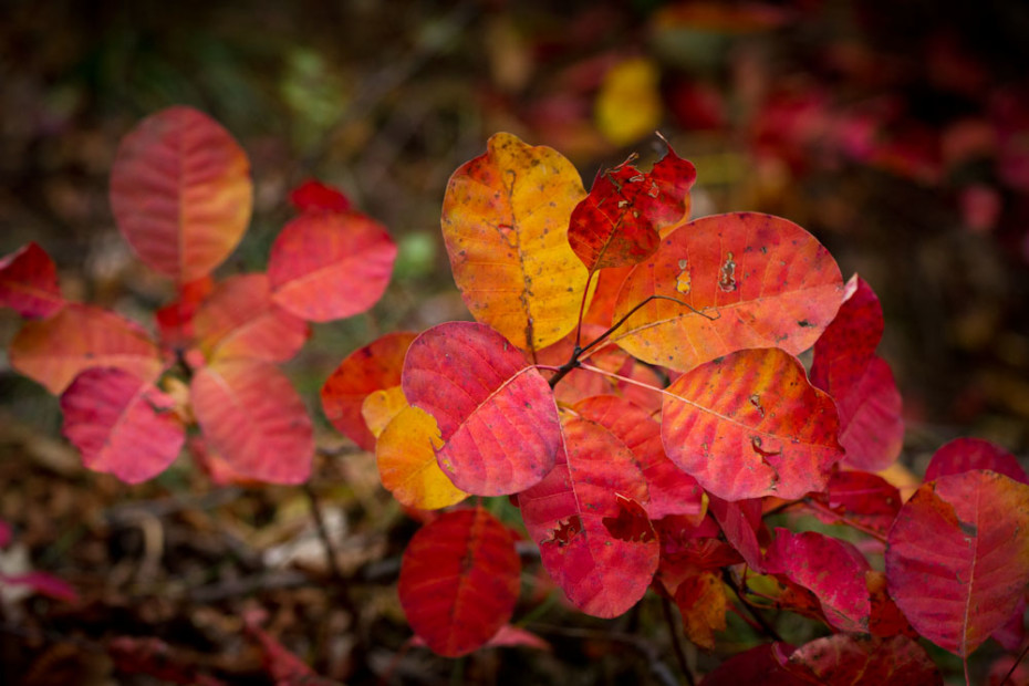 fall colors