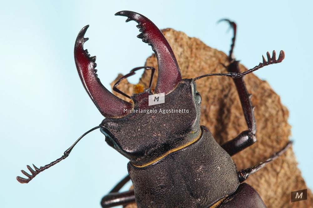 Stag Beetle