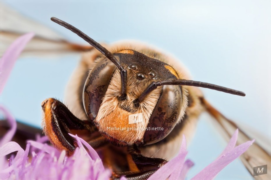 macro portrait