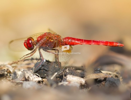 DragonFly under the Sun