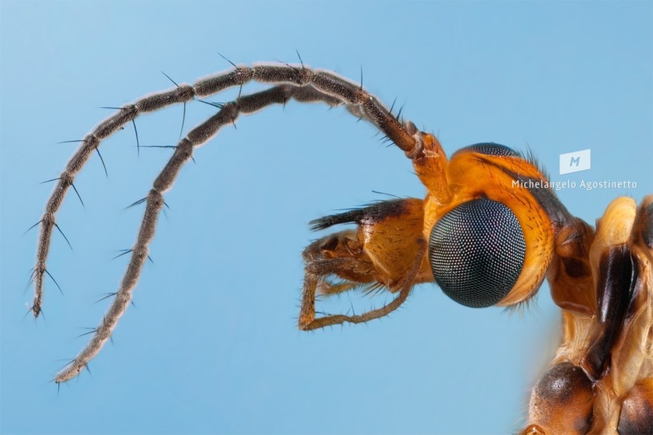 macro portrait