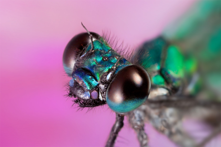 dragonfly portrait