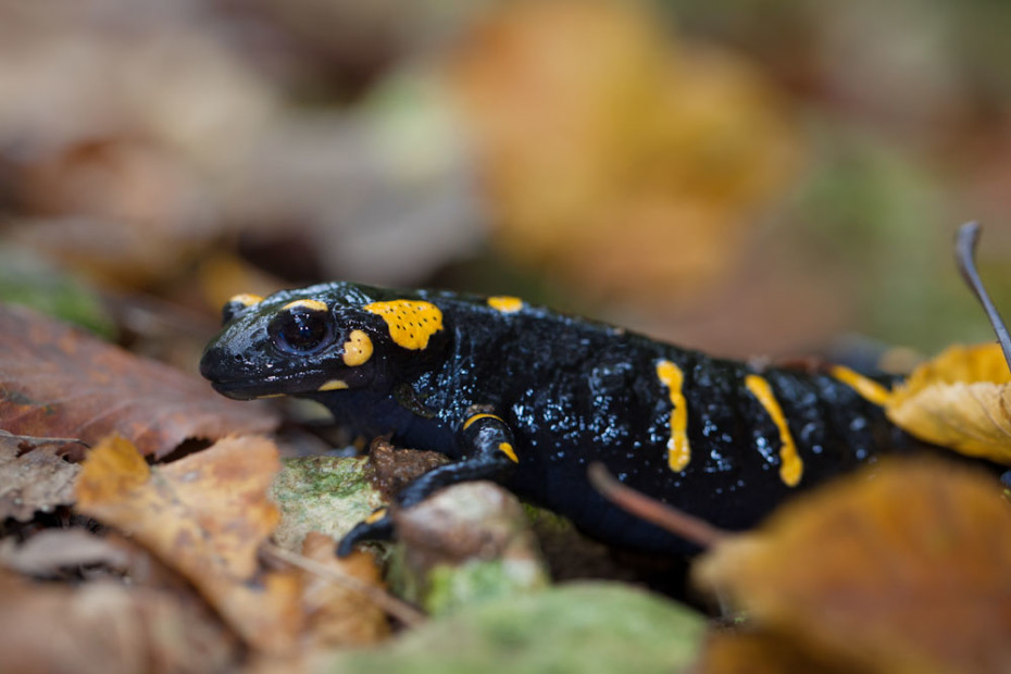 Salamander