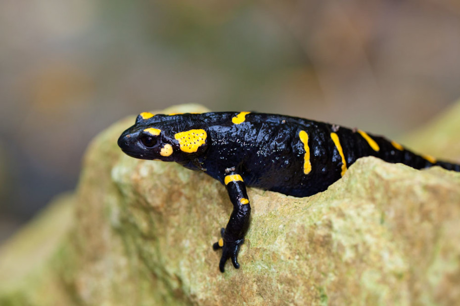 Salamander