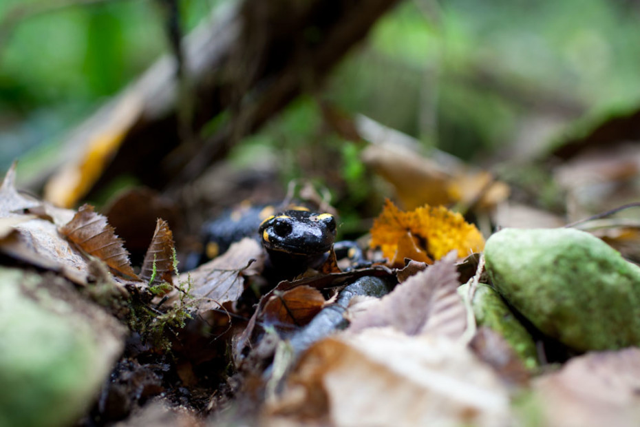 Salamander