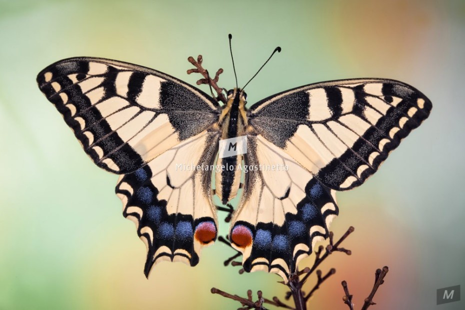 machaon metamorphosis