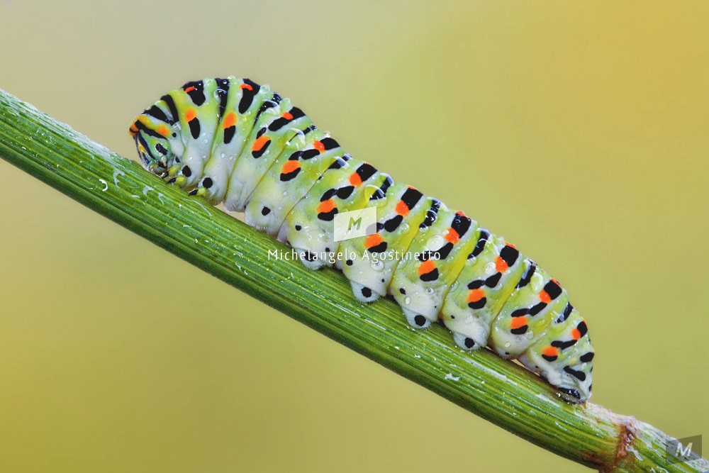 machaon metamorphosis