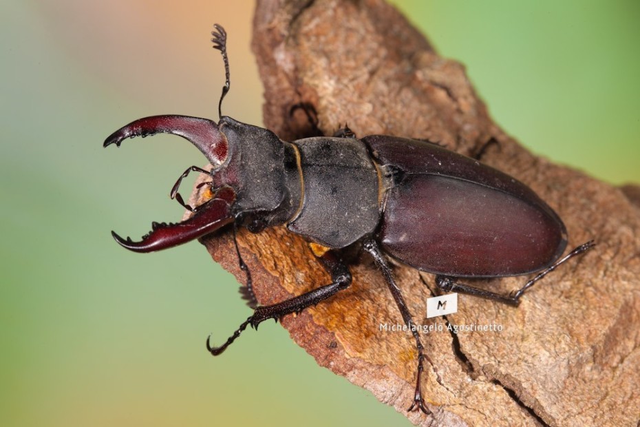 Stag Beetle