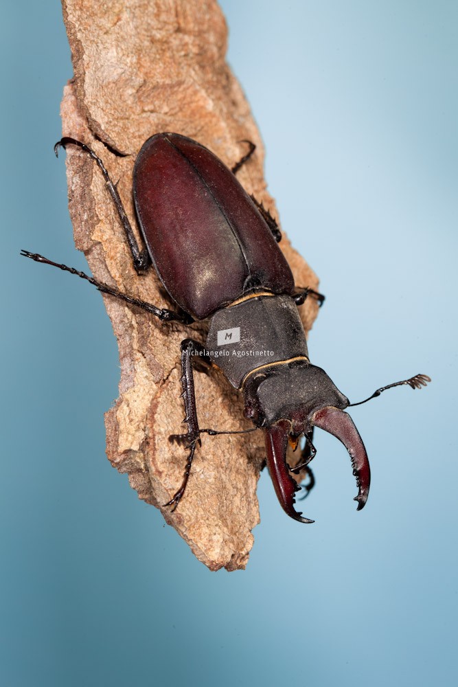 Stag Beetle