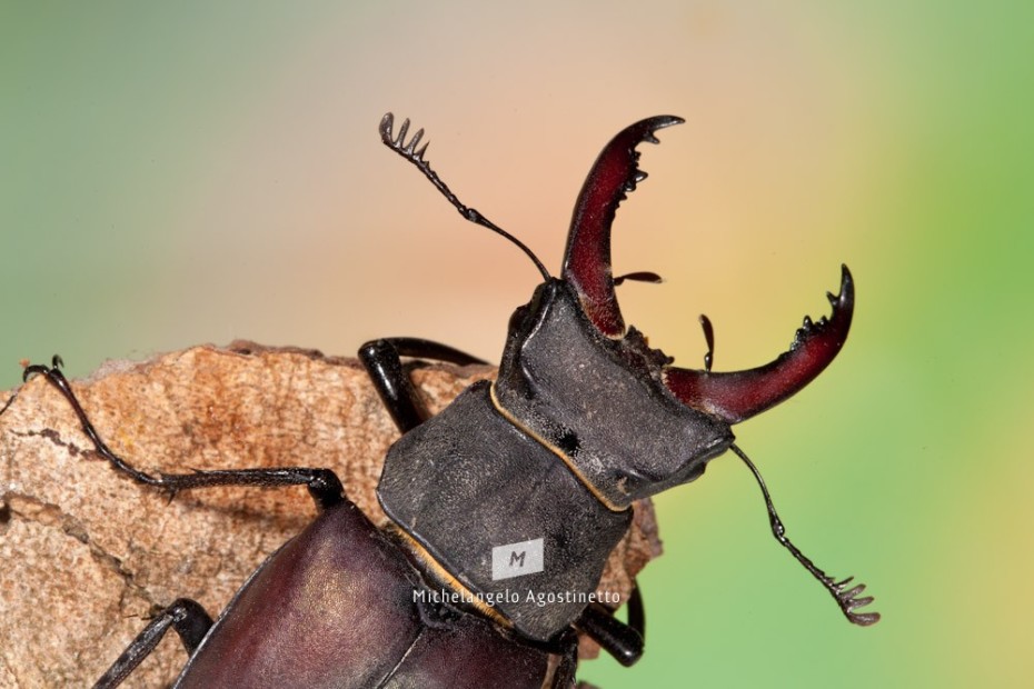 Stag Beetle