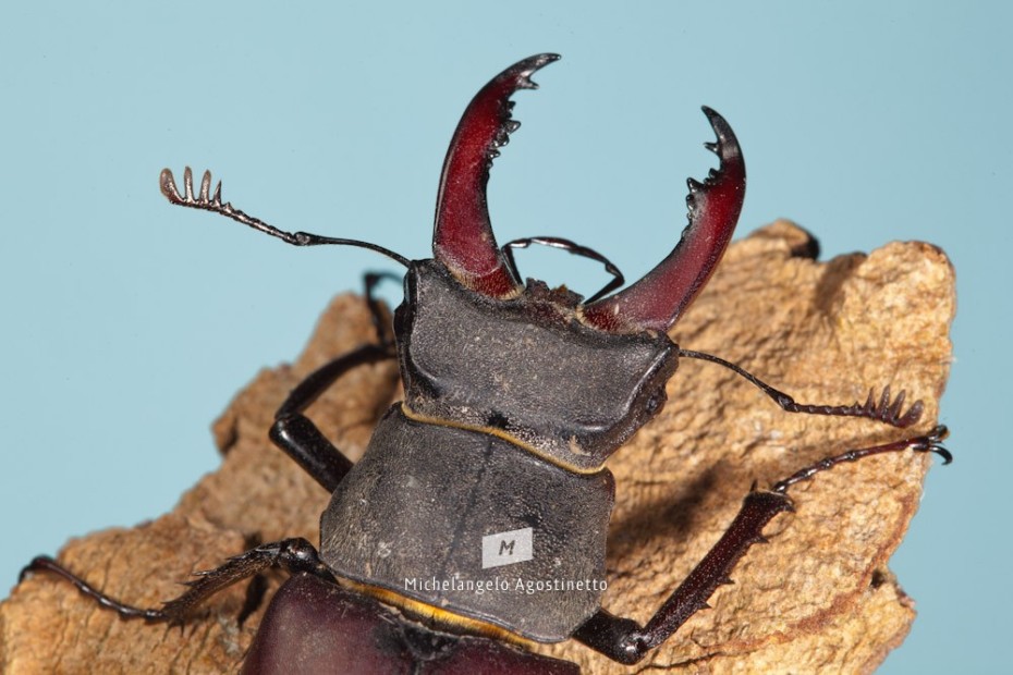 Stag Beetle