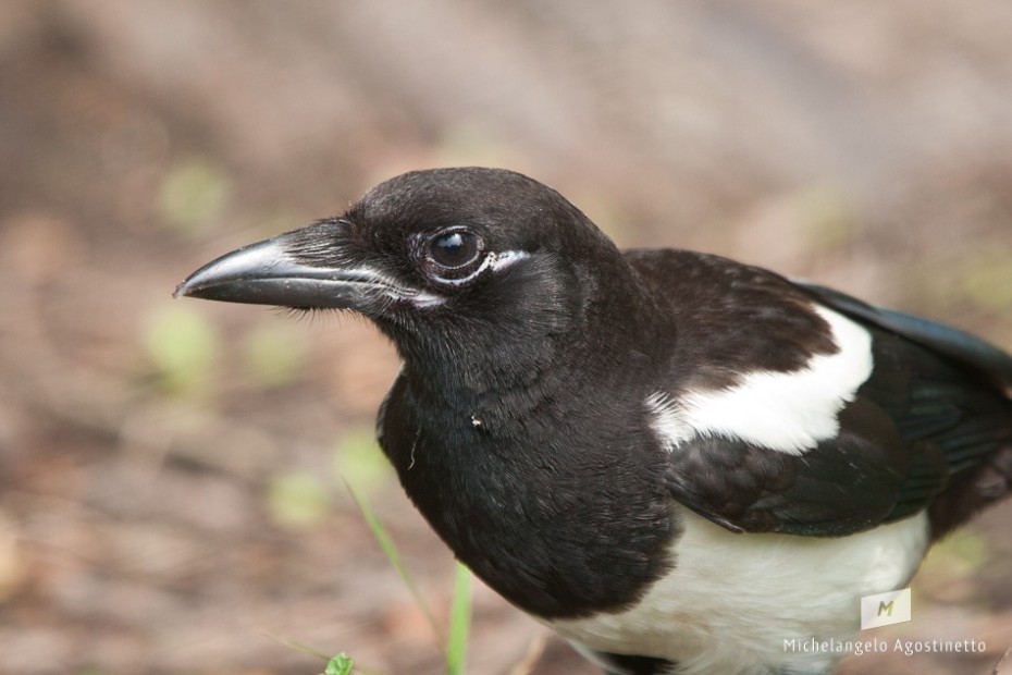 real magpie