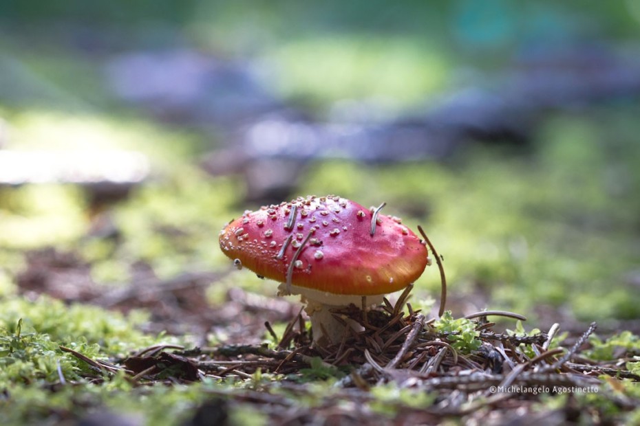 mushrooms