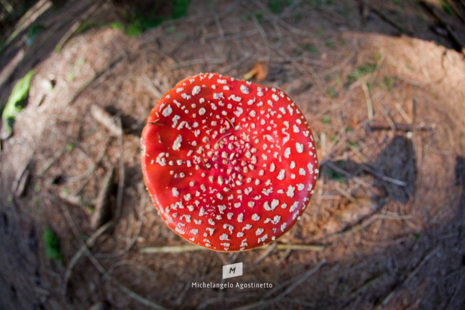 mushrooms