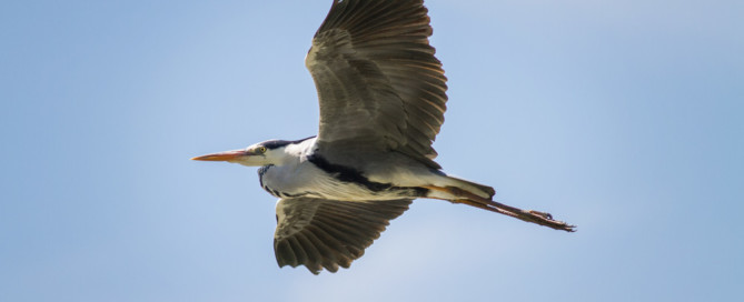 heron