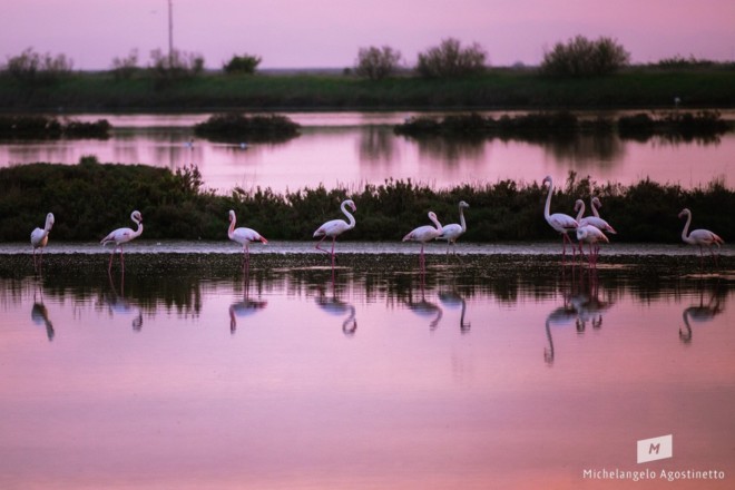 pink flamingos fenicotteri rosa