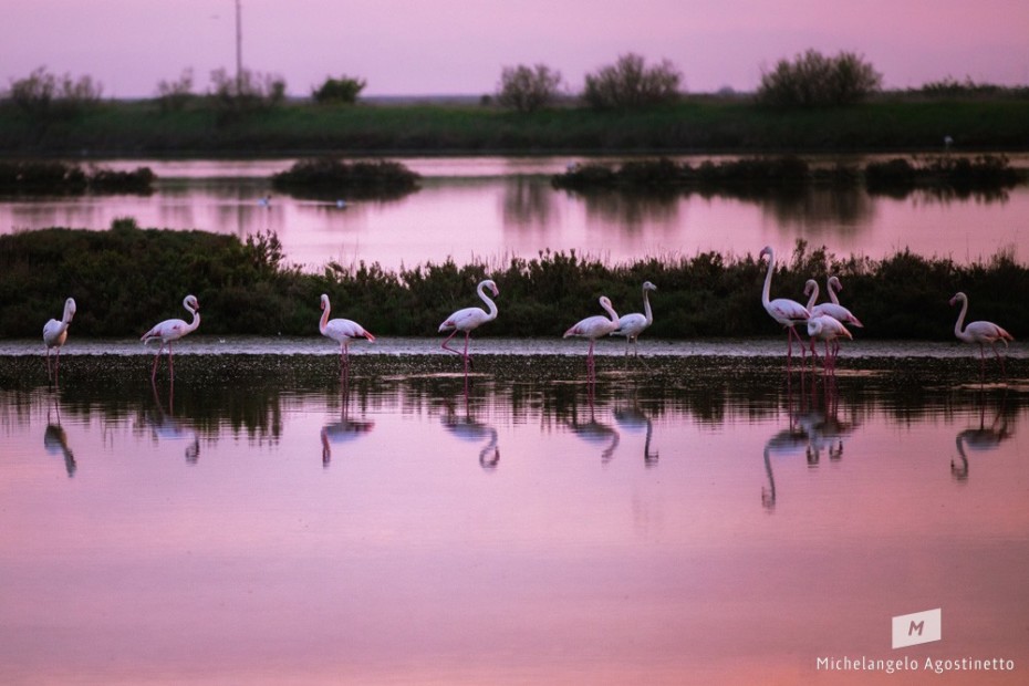 pink flamingos fenicotteri rosa