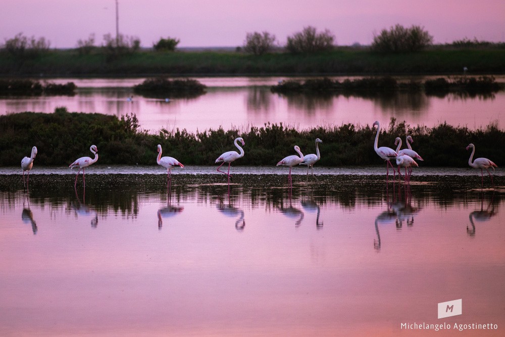 pink flamingos fenicotteri rosa