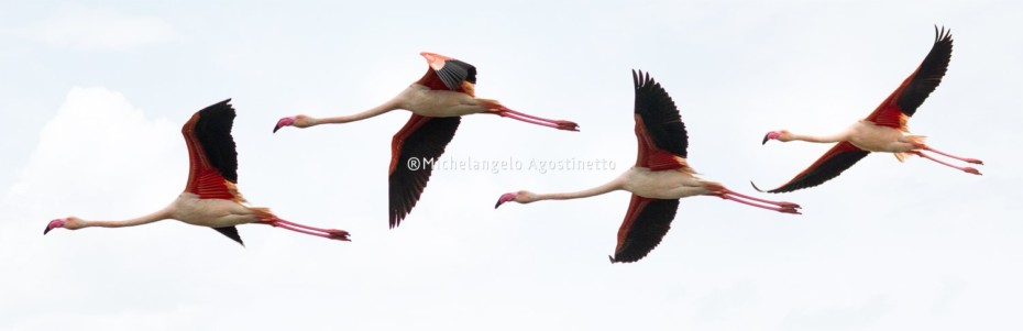 pink flamingos fenicotteri rosa