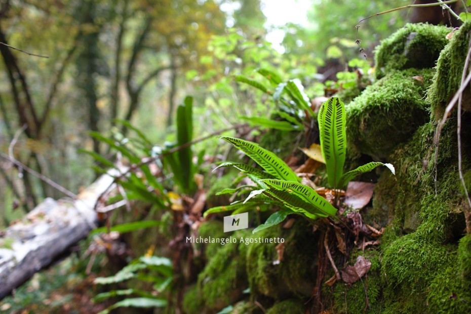 nature in valborago