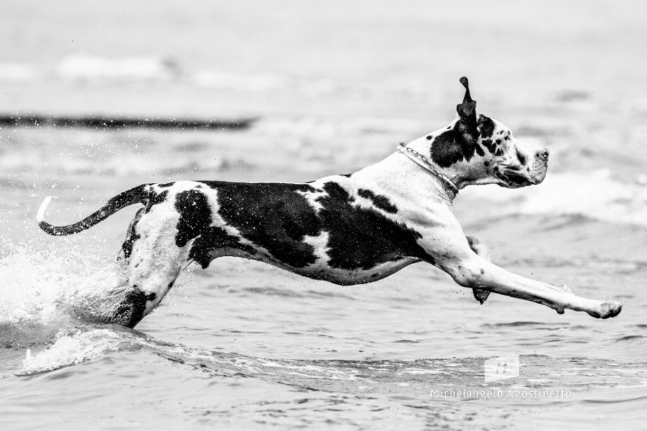 Alano on the beach