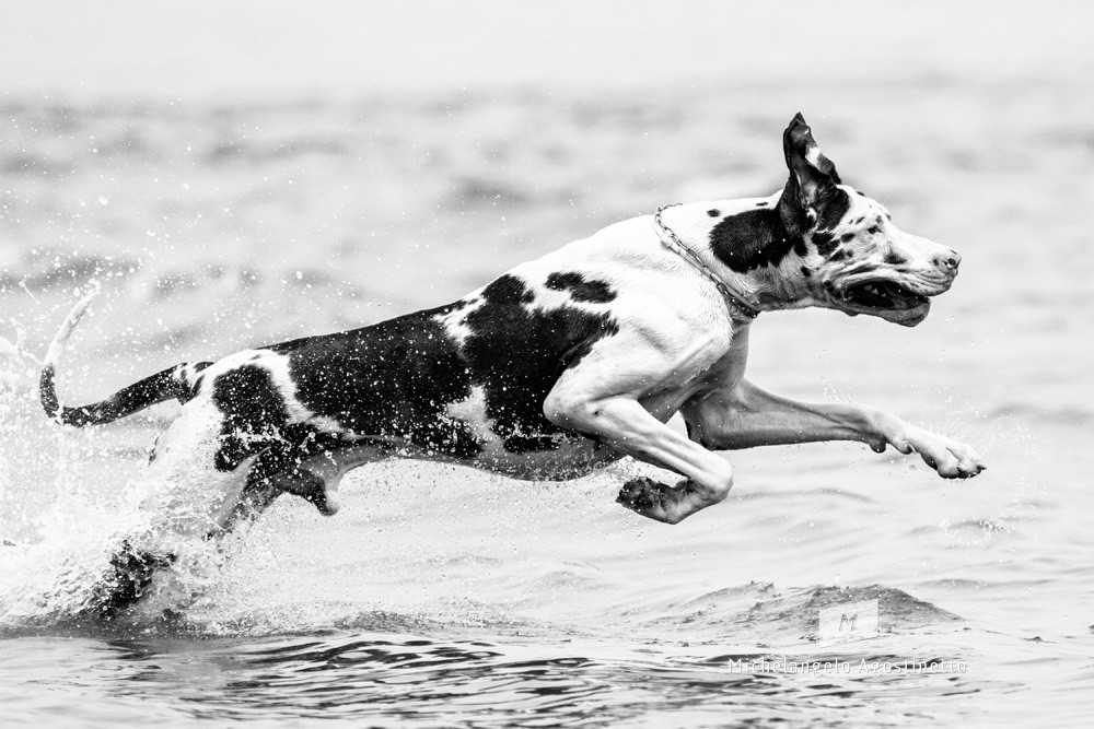 Alano on the beach