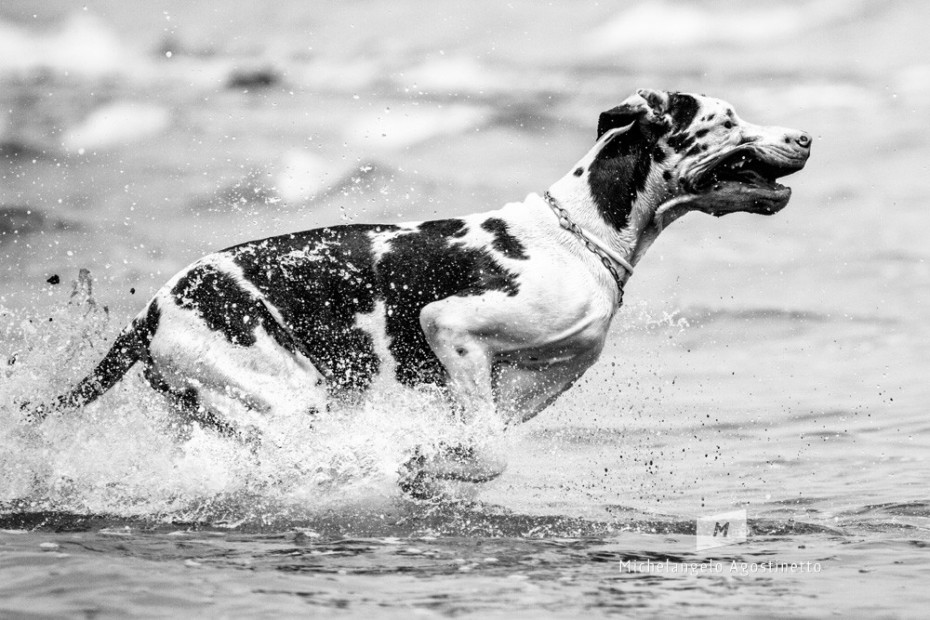 Alano on the beach