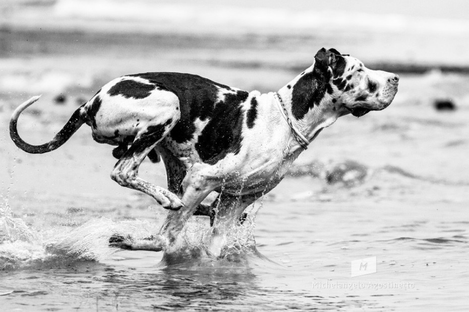 Alano on the beach