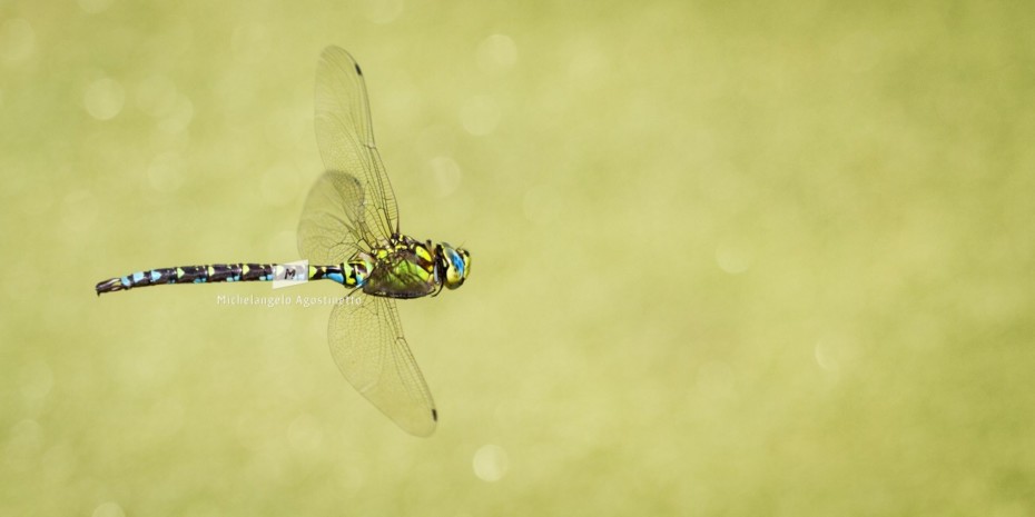 dragonfly panning