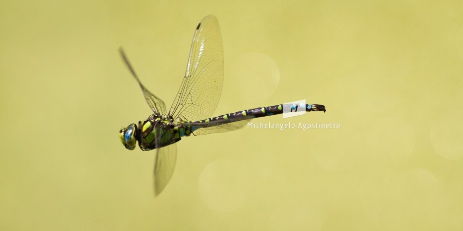 dragonfly panning