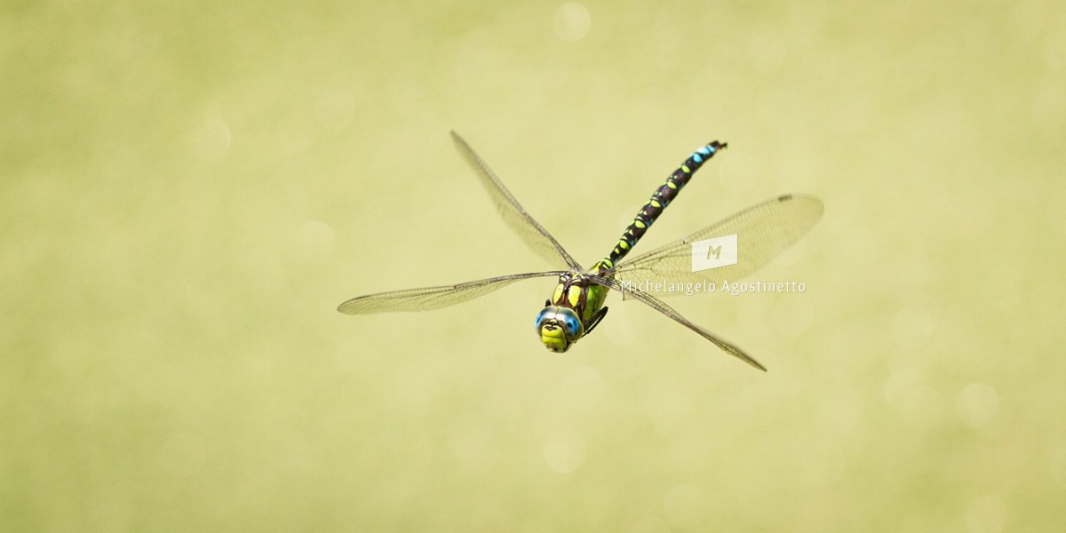 dragonfly panning