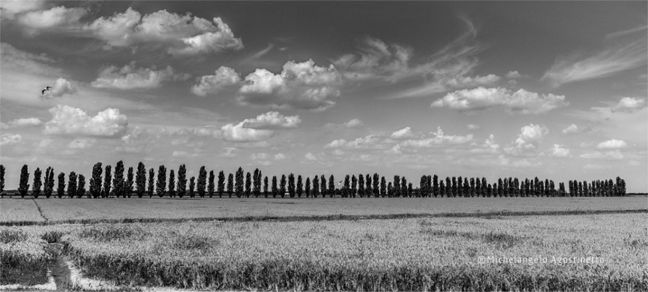 monocrome comacchio