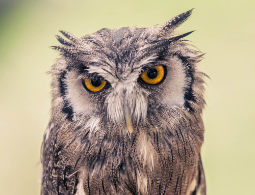 Owl Eyes
