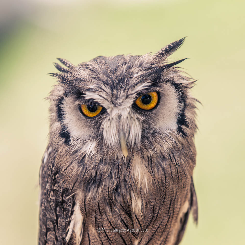 African owl